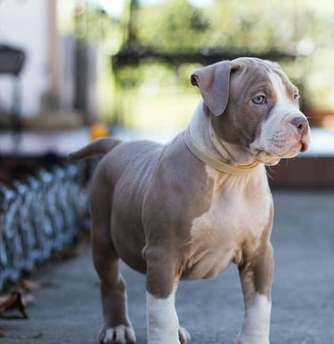 AMERICAN BULLY PUPPIES