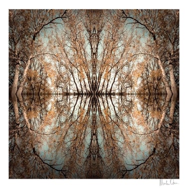 Abstract photographic collage of forest trees mirrored into a symmetrical island with layered branches and reflections