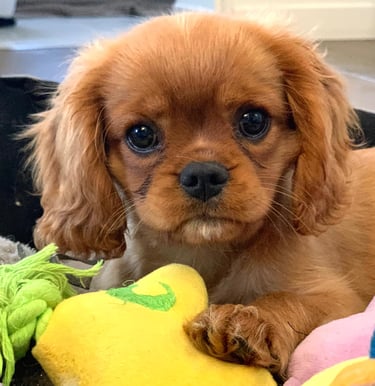 Comportementaliste canin à Sapignies