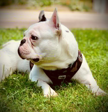 Education canine à Athies