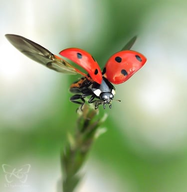 A flying ladybug taking off