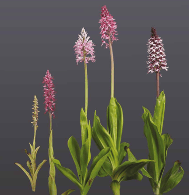orchideenmodelle von sebastian brandt Puppenorchis (Orchis antropophora), Spuria-Knabenkraut (Orchis