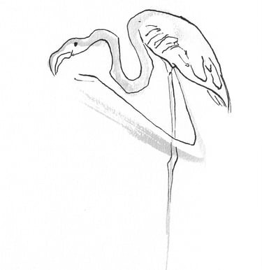 flamant rose dessin encre Sète