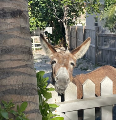 Donkeys of Grand Turk