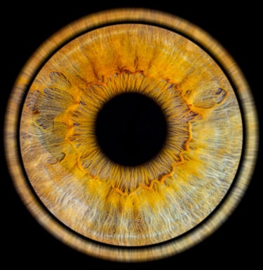 photo iris bordeaux