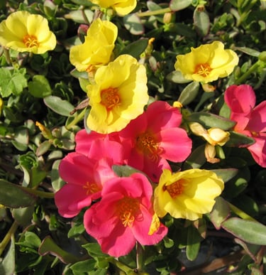 portulaca, été, tombe, sepulture49, livraison gratuite fleurs