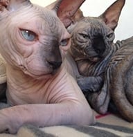 Casal da primeira geração.