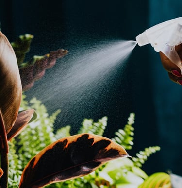 Misting houseplants to raise humidity