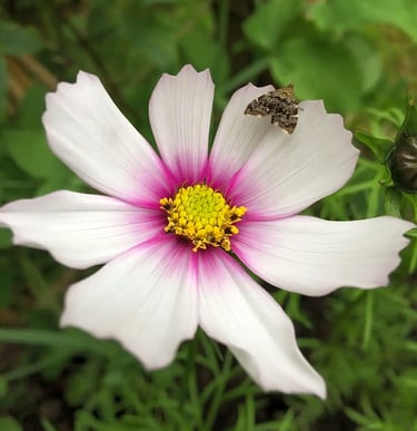 a butterfly on a wild flower at teifi meadows