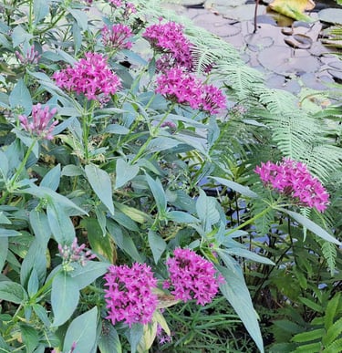 an Egyptian Starcluster bush with pink blooms