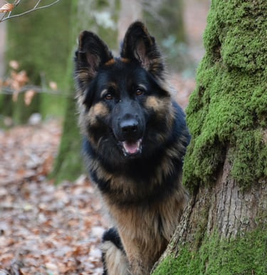 chien berger allemand Alençon