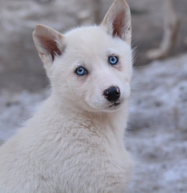 pet sitting Alençon 