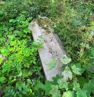 Afgebroken zuil, bedekt met bladeren en omringd door planten en bosgrond.