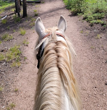 a horse is walking down a path in the woods