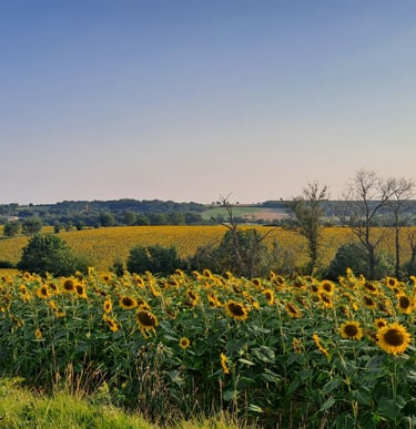 a car parked in a field with a view of a field of sunflowers