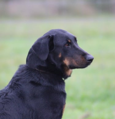 balade chien Alençon 
