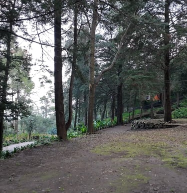 Terraza para eventos woodscape