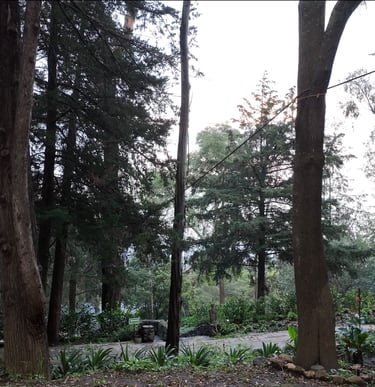 Terraza para eventos woodscape