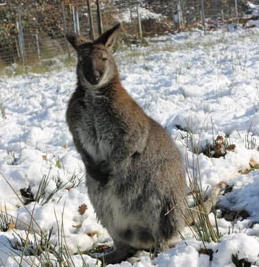Conditions d’élevage pour wallaby en France
