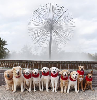 Ten dogs on sit stay off leash in front of Wortham Memorial Fountain near Allen Pkwy