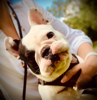 Éducation chien sourd