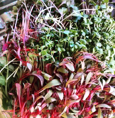 a bunch of sprouts of sprouts of sprouts