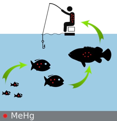 magnificação do mehg