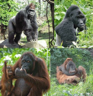 Les quatre espèces de grands singes menacées d'extinction