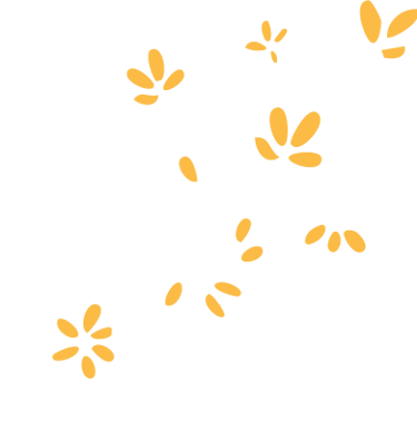 pétales jaunes