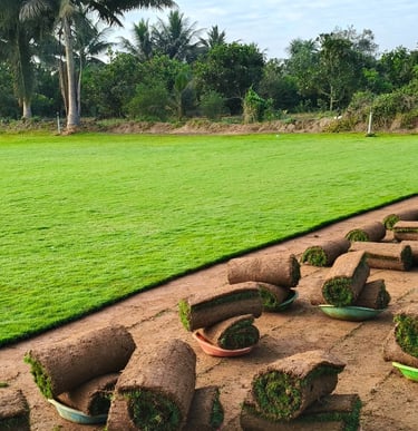lawn grass suppliers Andhra Pradesh
