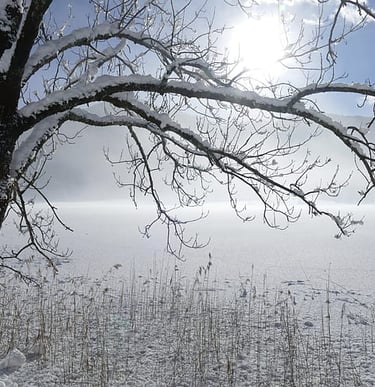ALT entretien des arbres