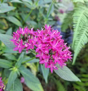 clusters of small pink Egyptian Starcluster flowers