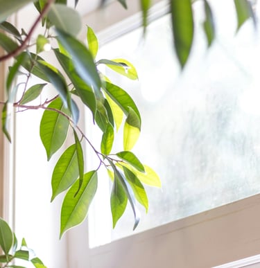 Natural sunlight brightening a room as an alternative turning on the lights and using electricity