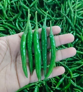 EXPORT of Indian Green Chilli IMPORT to Qatar KSA Oman UAE KUWAIT BAHRAIN SRI LANKA MALDIVE SOUTH AFRICA  MALAYSIA