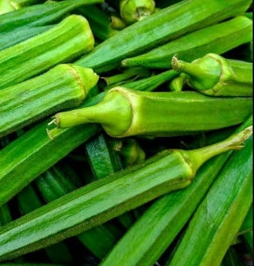 EXPORT of Indian Okra Lady Finger IMPORT to Qatar KSA Oman UAE KUWAIT BAHRAIN SRI LANKA MALDIVE SOUTH AFRICA  MALAYSIA