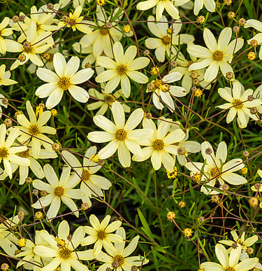 Gludai Moonbeam žydi ilgai gelsvais žiedais