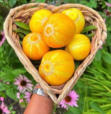 These often-overlooked round yellow cucumbers are juicy and sweet, easy to grow and produce a prolific summer crop.