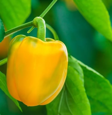 Yellow Bell Pepper, Very productive plants producing typical 'blocky', thick walled fruits with delicious sweetness.
