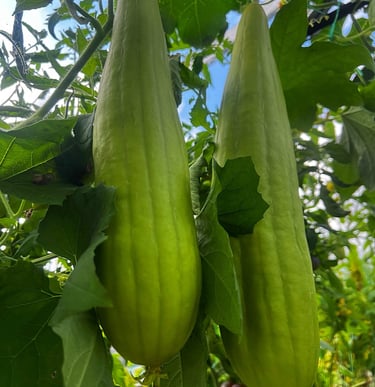 Luffa gourd seeds are highly sought after for their numerous benefits and versatile uses. 