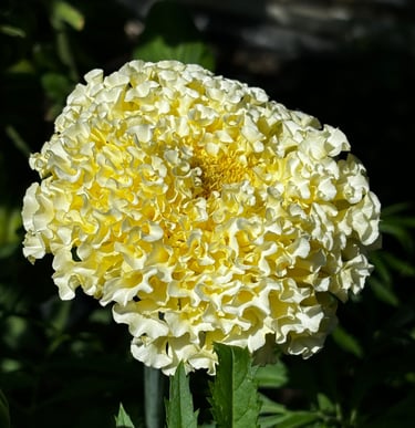 African Marigold Kilimanjaro growing up to 3' with edible petals