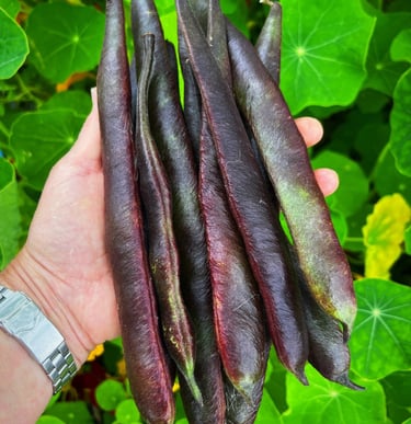 Heirloom Runner Bean Black Knight