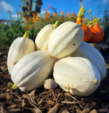 Mashed Potato Squash a prolific and seriously tasty variety, with smooth, buttery flesh.
