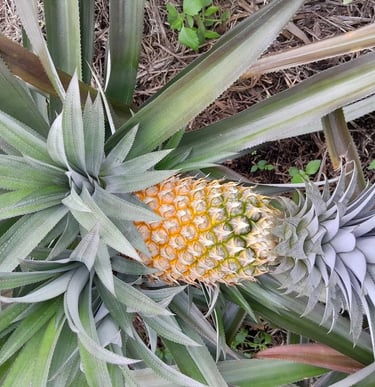 nanas matang siap panen