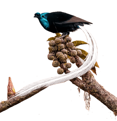 Ribbon-tailed Astrapia bird with long white tail feathers perched on a branch with fruit.