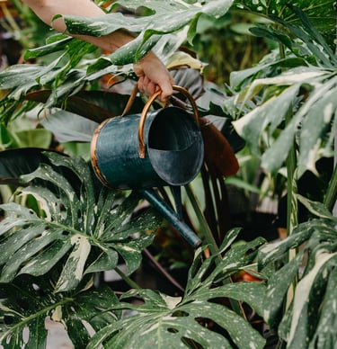 Mature Monstera Thai Constellation being watered with a watering can