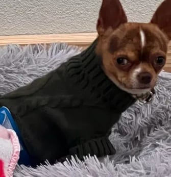 Buddy the AKC Louisiana Chihuahua stud in green sweater—resting in fluffy bed