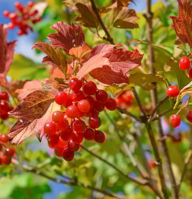 a bush red berries called Viburnum