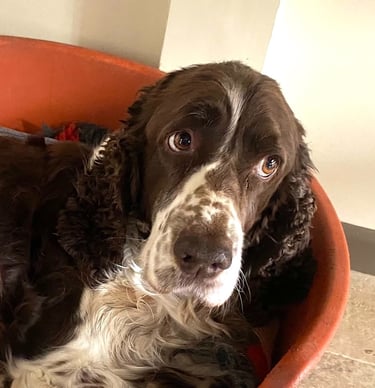 Jenna Louise counselling room with dog  in Werrington Peterborough