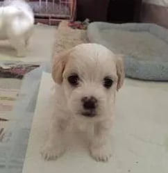 new born maltipoo