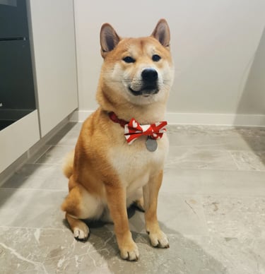 Photo of Kobe, a Shiba Inu